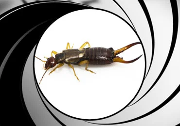 Earwig Control