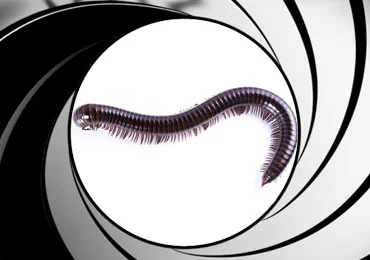 Millipede pest control