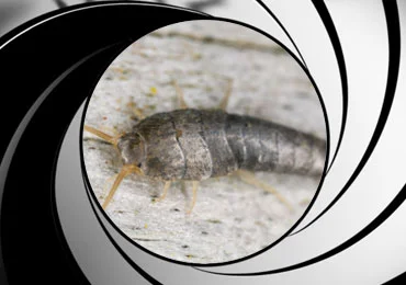 Silverfish Control in San Diego, CA