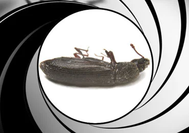 A dead wood-boring beetle inside the "gun barrel" James Bond effect
