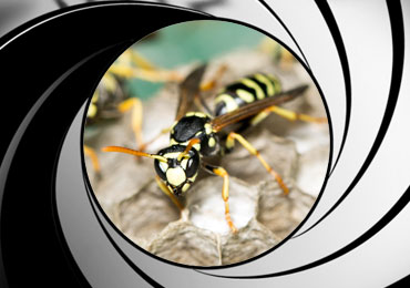 A wasp with the James Bond gun-barrel design around it