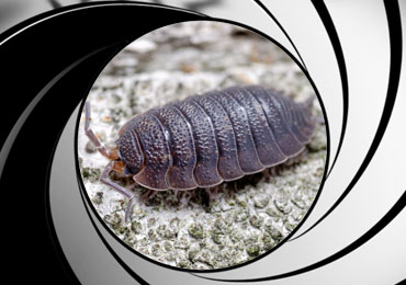 pillbug sowbug