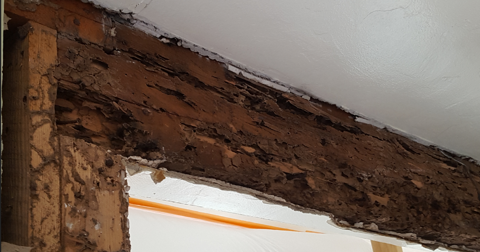 termite damage