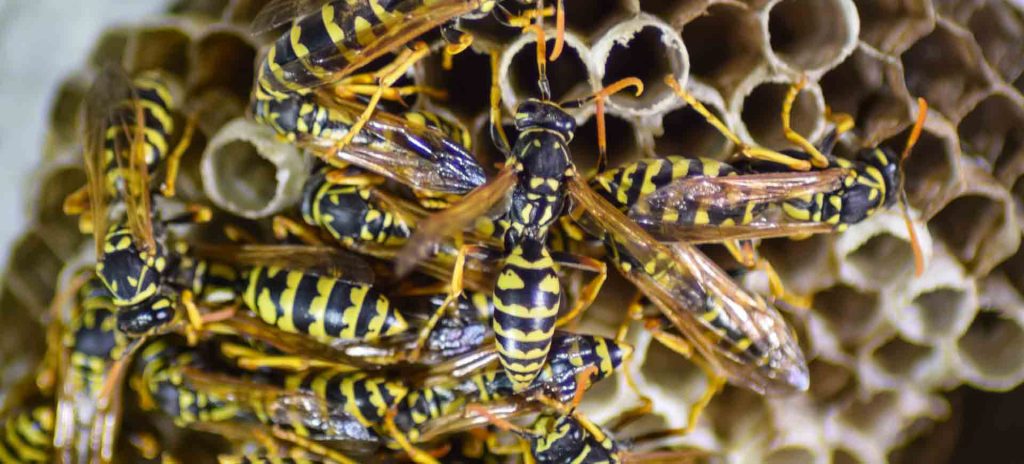 wasp nest removal near me?
