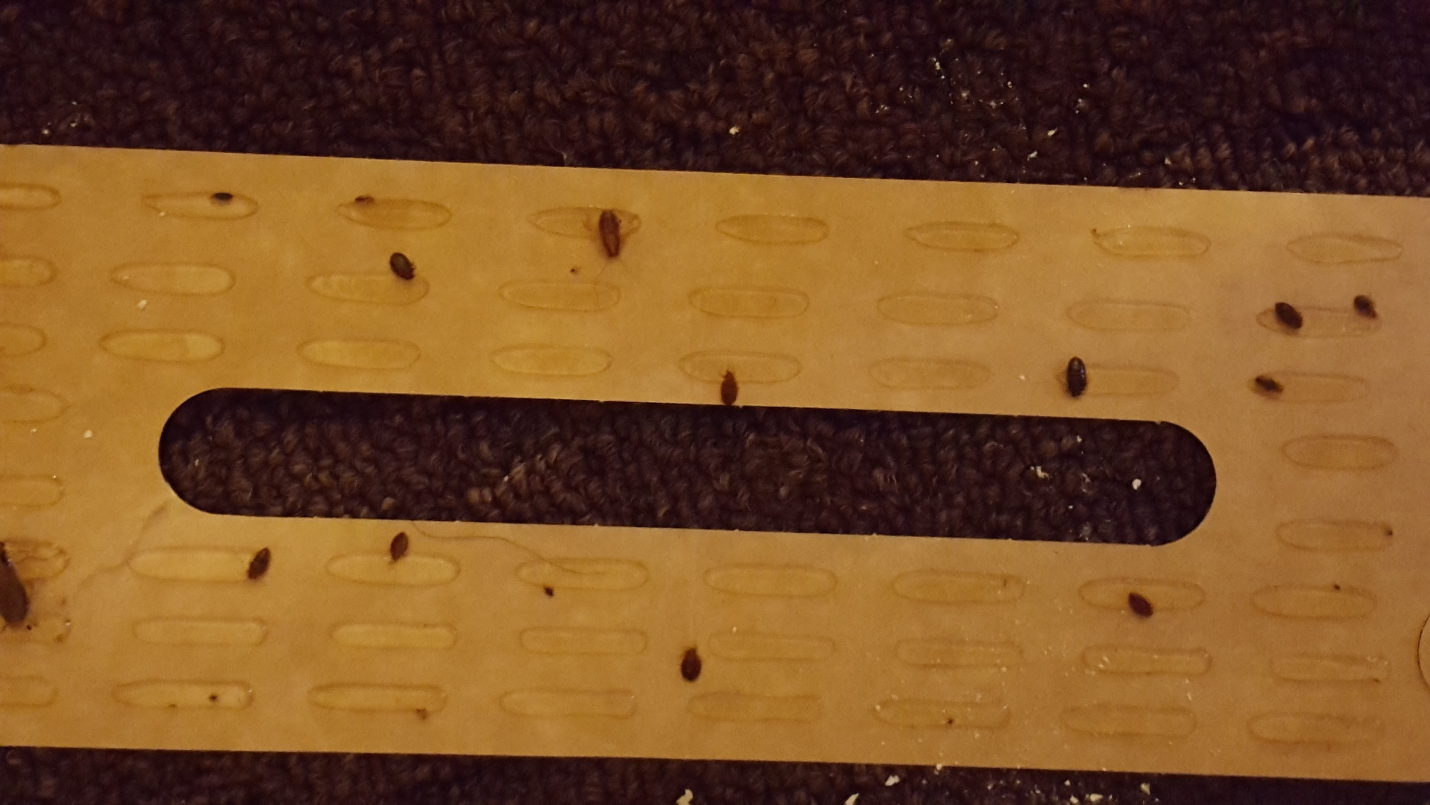 Small cockroaches crawling on a wooden surface