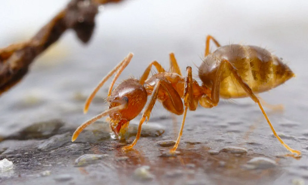 Our Ant Control Extermination services offer targeted strategies for effective eradication.