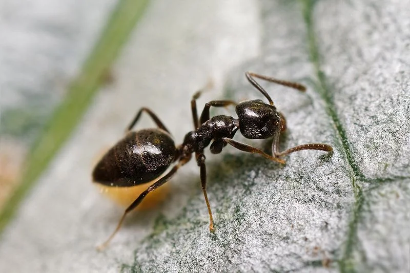 A brown ant