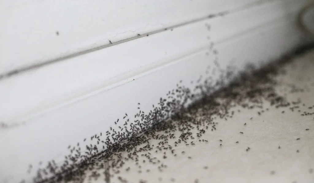Pest Control in San Diego