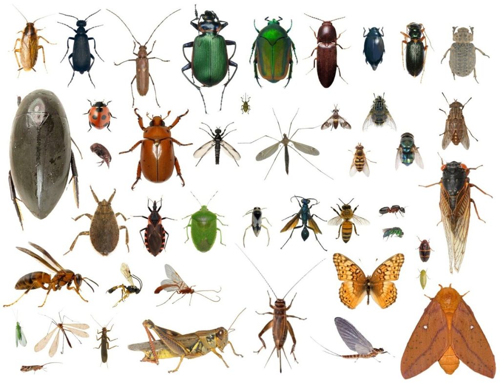 san-diego-pest-control