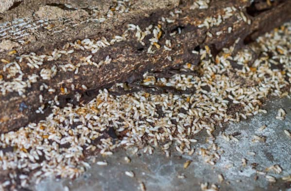 termites-in-san-diego
