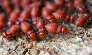 Swarm Termite 