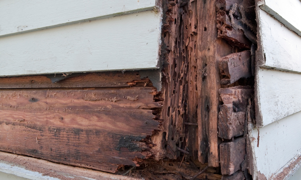 Wood Repair and Replacement for Dry rot